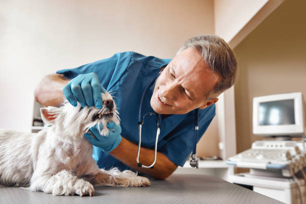 Best Pediatric Emergency Dentist in Minier, IL